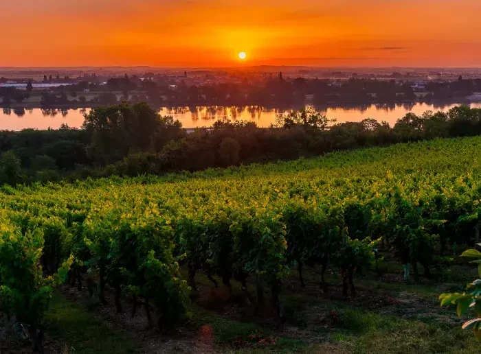 Le_Thoureil_-_Vignoble-(c)Sebastien_GAUDARD-1980-AnjouTourisme-1920px.JPG Le_Thoureil_-_Vignoble-(c)Sebastien_GAUDARD-1980-AnjouTourisme-1920px.JPG